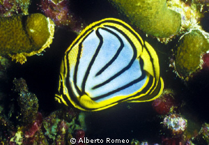 Portrait of a lined butterflyfish (Chaetodon meyeri) by Alberto Romeo 